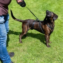 TIAKI Sicherheitsgeschirr Reflectneu -ZOOPLUS Verkäufe tiaki safety harness reflect mit hunden fg 3581 1